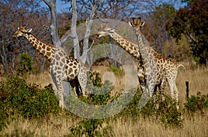 Giraffes in Welgevonden Game Reserve South Africa