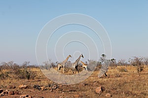 giraffes in Welgevonden Game Reserve in South Africa photo