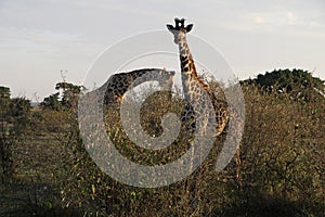 Giraffes in the wild