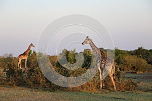 Giraffes in the wild