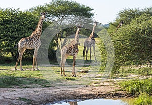 Giraffes in the wild in south africa