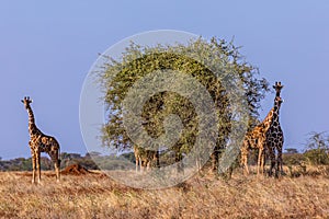 Giraffes Wildlife Animals Landscapes Nature Grassland Savanna Wilderness Meru National Park Meru County Kenya East Africa