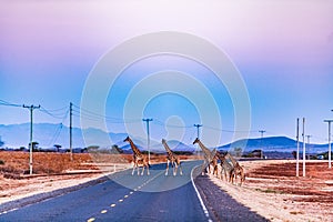 Giraffes Wildlife Animals Mammals Crossing Highway Road Emali Loitokitok Kajiado County Kenya East Africa Amboseli National Park