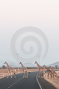 Giraffes Wildlife Animals Mammals Crossing Highway Road Emali Loitokitok Kajiado County Kenya East Africa Amboseli National Park
