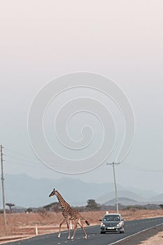 Giraffes Wildlife Animals Mammals Crossing Highway Road Emali Loitokitok Kajiado County Kenya East Africa Amboseli National Park