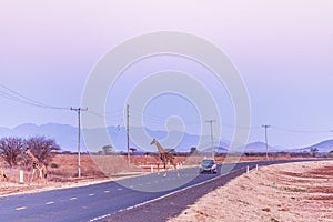 Giraffes Wildlife Animals Mammals Crossing Highway Road Emali Loitokitok Kajiado County Kenya East Africa Amboseli National Park