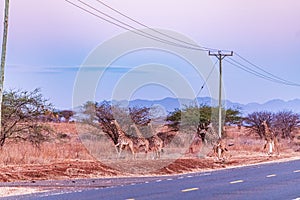 Giraffes Wildlife Animals Mammals Crossing Highway Road Emali Loitokitok Kajiado County Kenya East Africa Amboseli National Park