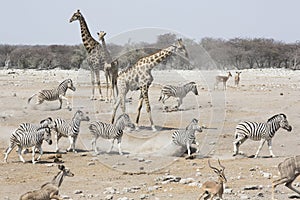 Giraffes, Zebra, and Springbok gather at a watering hole in Etosha National Park to drink in Namibia, Africa