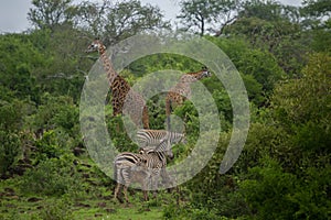 Giraffes & zebras