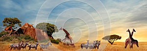 Giraffes and zebras in the African savanna at sunset. Serengeti National Park. Tanzania. Africa. Banner format.