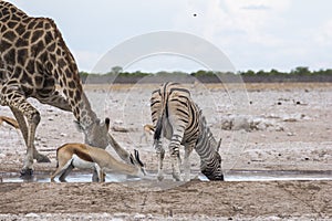 Giraffes and Zebras drinking at waterhole, Etosha Park