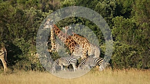 Giraffes and zebras in natural habitat