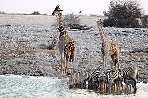 Giraffes and zebras at the waterhole - Namibia Africa