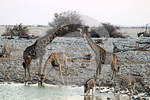 Giraffes and zebras at the waterhole - Namibia Africa