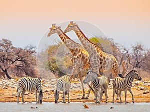 Giraffes and zebras at waterhole