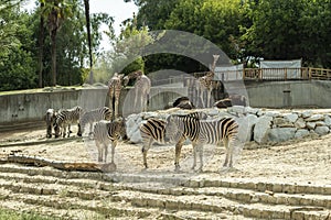 Giraffes, zebras and wildebeest are bred in quasi-captivity in Western zoos.