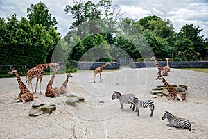 Giraffes and zebras in a wildlife park, zoo safari on sunny summer day. Activity for families with children.