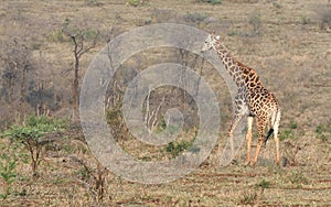 Giraffes of Zimanga Park in South Africa