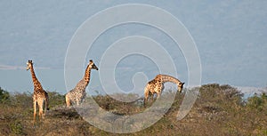 Giraffes of Zimanga Park in South Africa