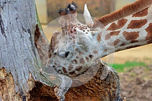 Giraffes at a zoo