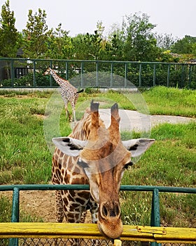 The Giraffes in the Zoo