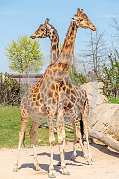 Giraffes in a zoo