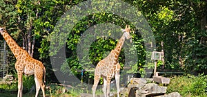 giraffes zoo animals long hair nature in the zoo