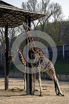 Giraffes in ZOO, Bratislava