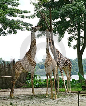 Giraffes in the zoo