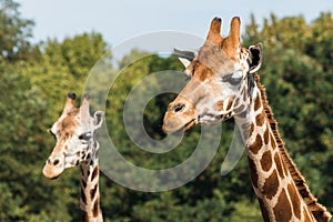 Giraffes in the zoo. Giraffe is the tallest animal in the world.