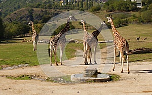 Giraffes in zoo Prague