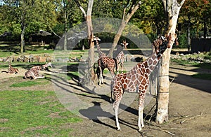 Giraffes in the zoo. Rotterdam Blijdorp.