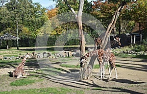 Giraffes in the zoo. Rotterdam Blijdorp.