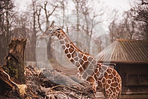 Giraffes in the zoo safari park