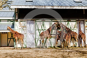 giraffes in the zoo safari park. Beautiful wildlife animals on sunny warm day