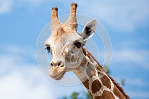 A giraffeà¸‡s habitat is usually found in African savannas, grasslands or open woodlands