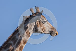 Giraffeâ€™s head