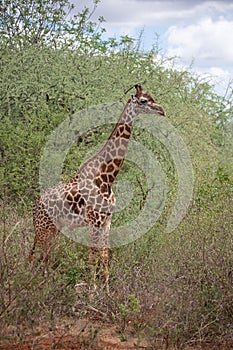 Giraffidae, Giraffa camelopardalis. Giraffe in the savannah, taken on a safari in Tsavo National Park, Kenya. Nice portrait