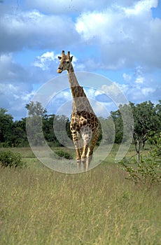 Girafs have a good overview, but are also very easy to spot