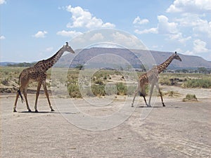 Girafs in Tanzania safari