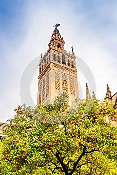 The Giralda of Seville Cathedral from the courtyard of the orange trees.