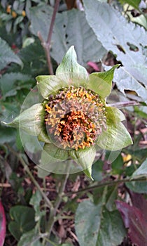 girasol colombia eje cafetero photo