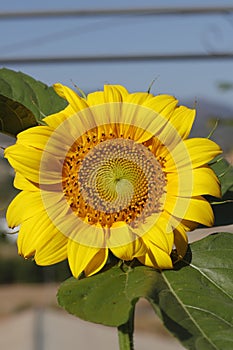 Girasol en flor photo