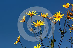 Girasol. Cultivated flower. photo
