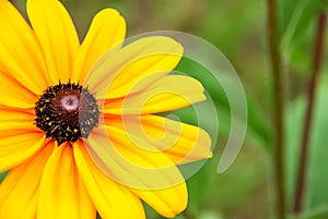 Girasol is a flower shot close-up. Macro shooting. photo