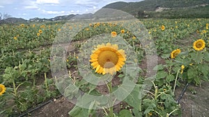 Girasol