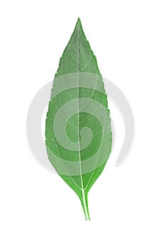 Girasol leaf. photo