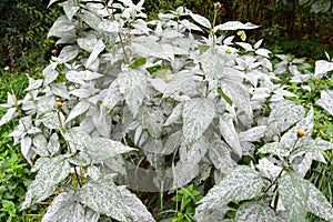 Girasol plants affected by powdery mildew