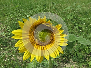 Girasole photo