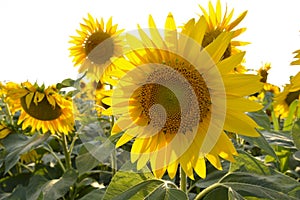 Girasole in un campo di girasoli photo